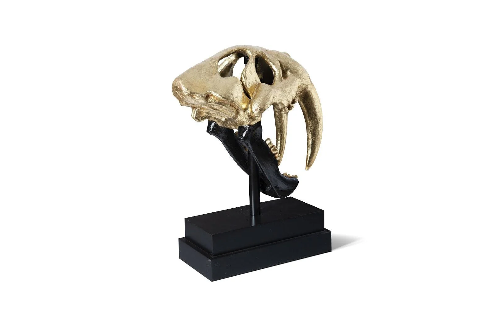 Saber Tooth Tiger Skull, Black, Gold Leaf - Frankwebs