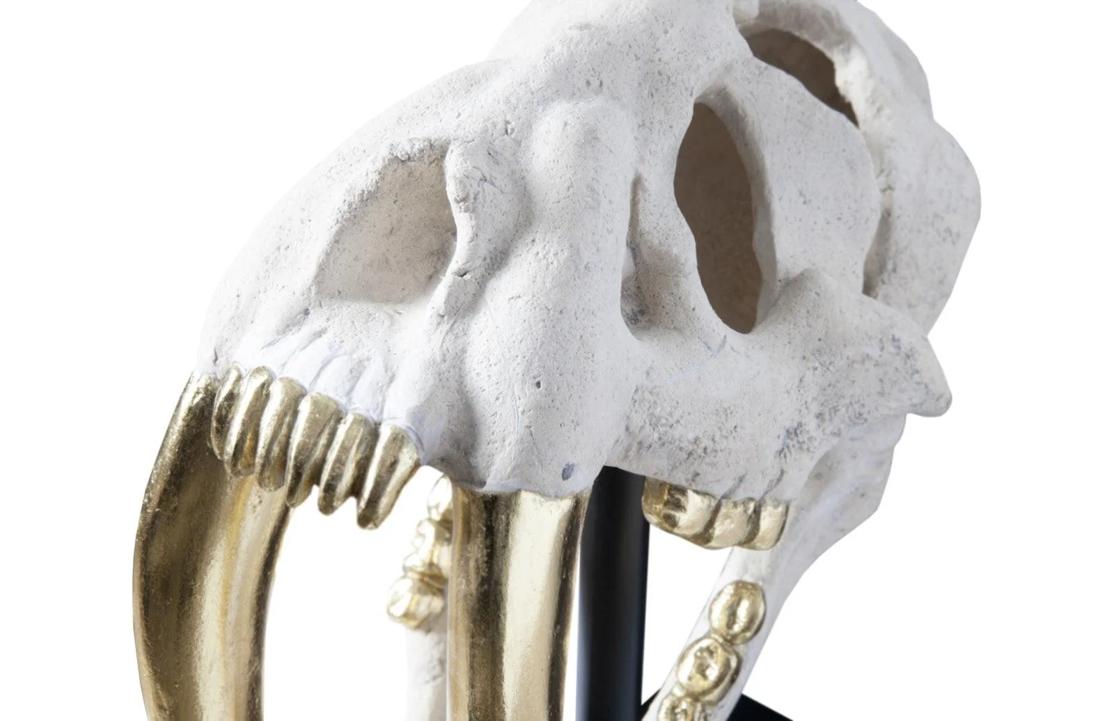 Saber Tooth Tiger Skull, Roman Stone - Frankwebs