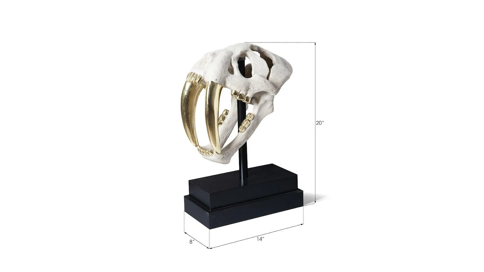 Saber Tooth Tiger Skull, Roman Stone - Frankwebs