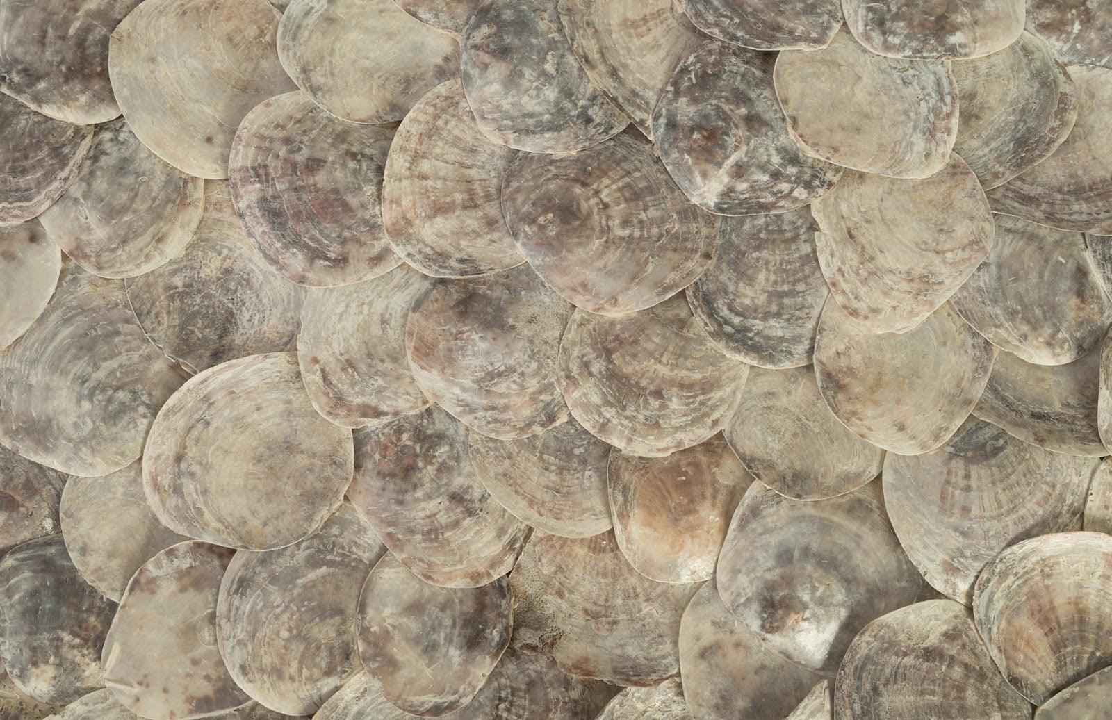 Shell Coffee Table, Glass Top, Ming Stainless Steel Legs - Frankwebs