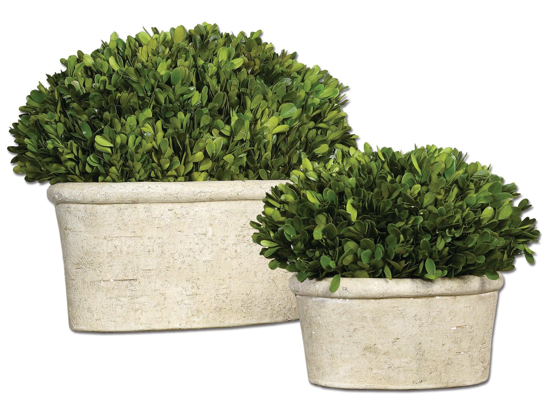 Oval Domes Preserved Boxwood Set/2 - Frankwebs