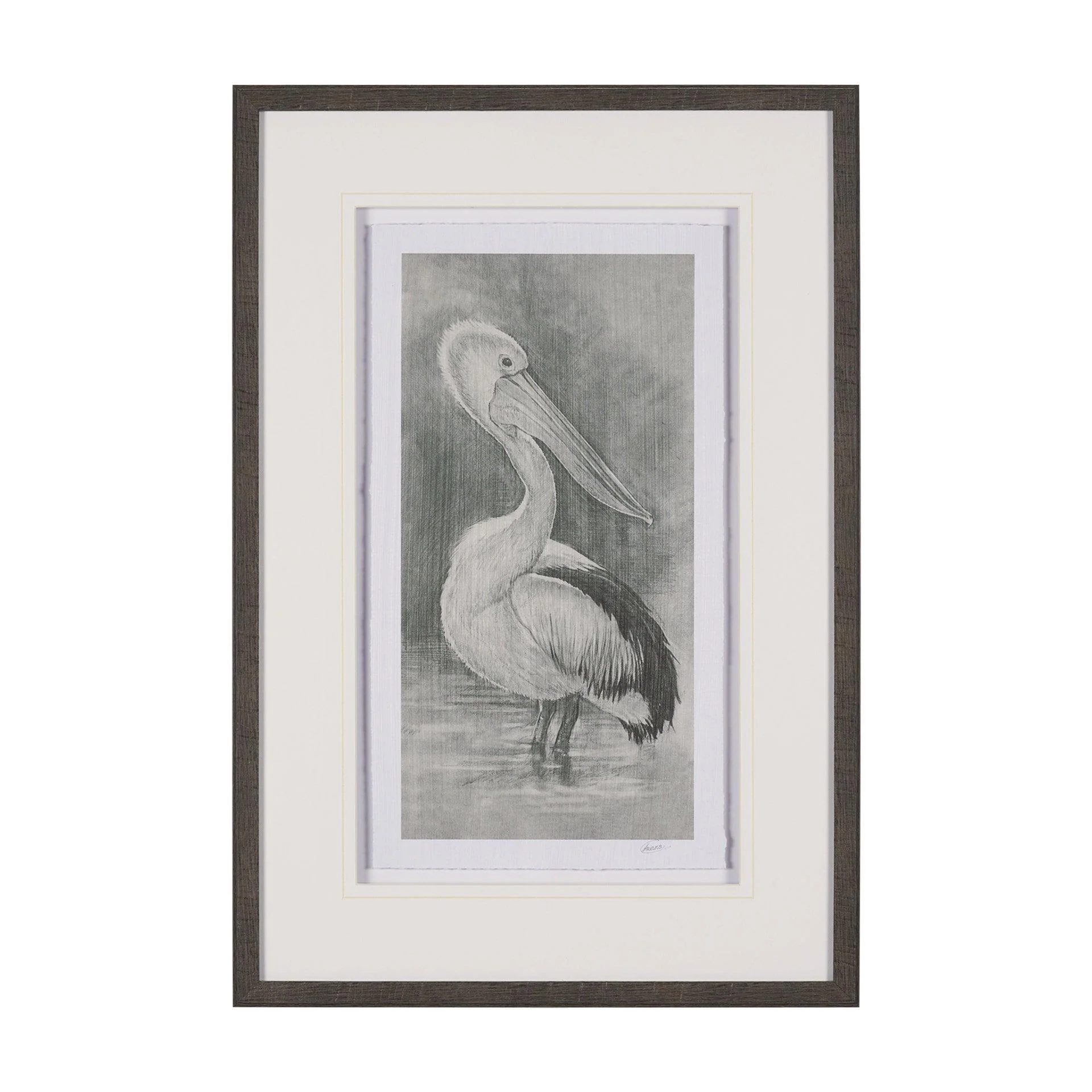 Pelican Sketch - Frankwebs