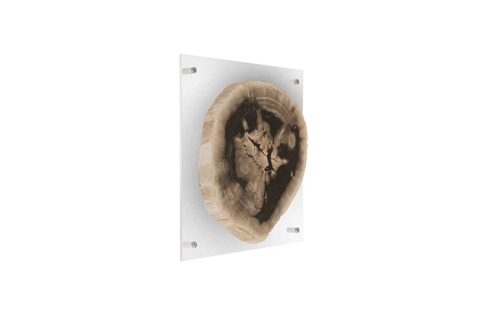 Floating Petrified Slice Wall Art, Assorted - Frankwebs
