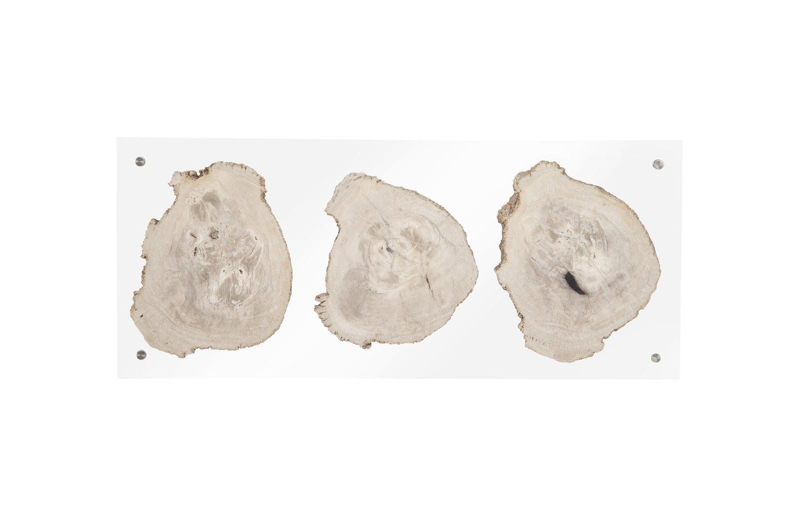 Floating Petrified Triple Slice Wall Art - Frankwebs