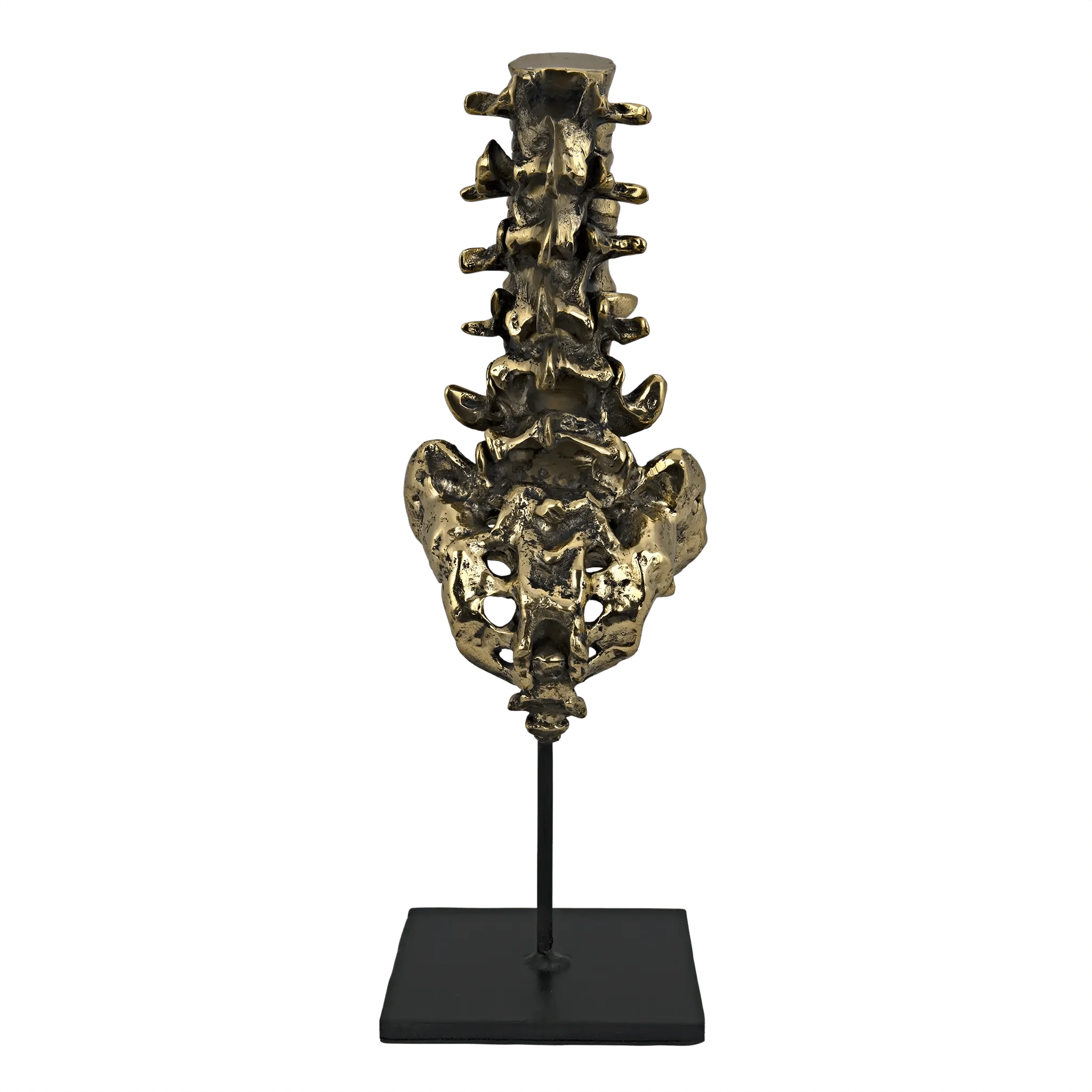 Vertebrae, Brass and Steel - Frankwebs