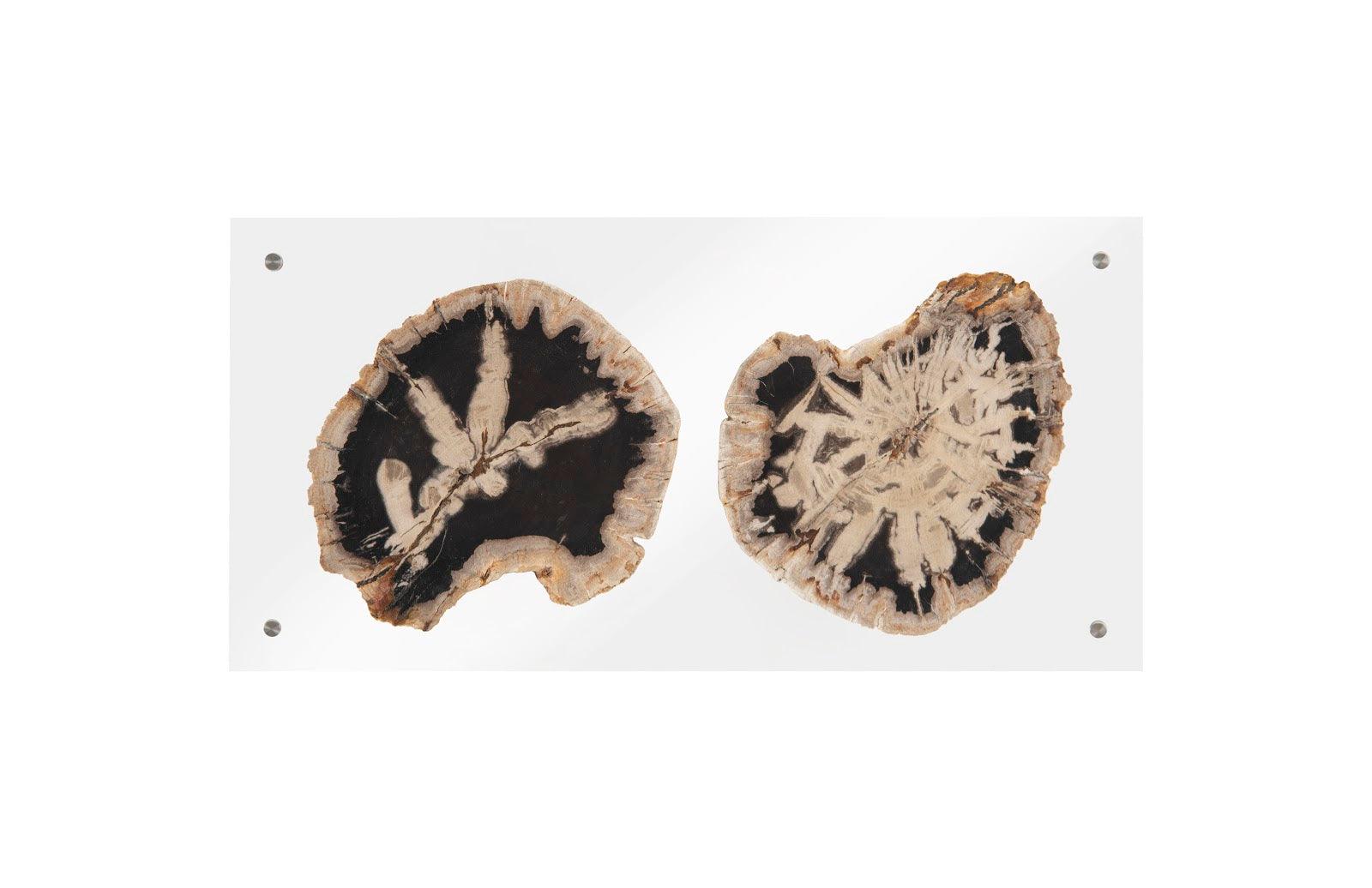 Floating Petrified Double Slice Wall Art - Frankwebs