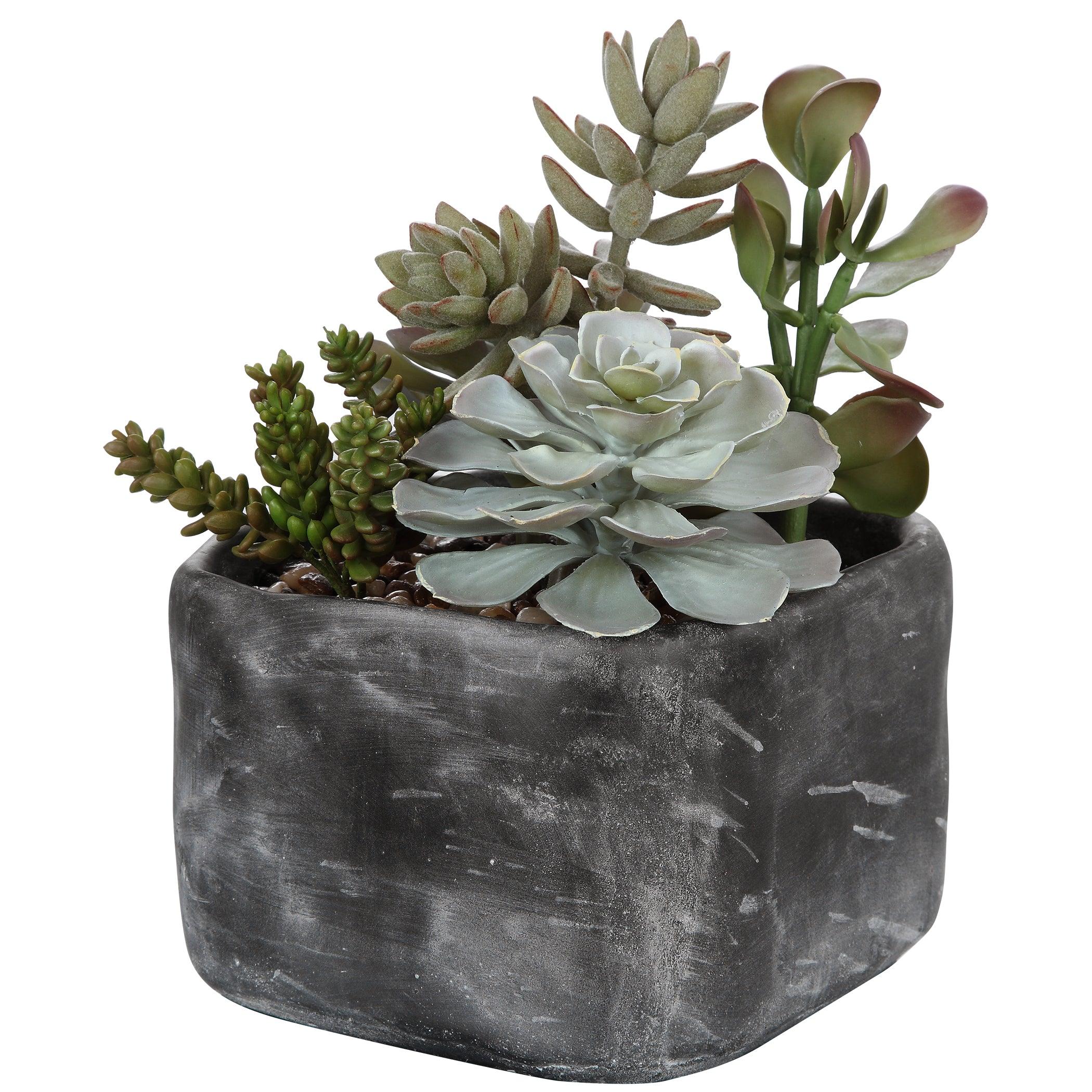 Alverio Desert Garden Succulents - Frankwebs
