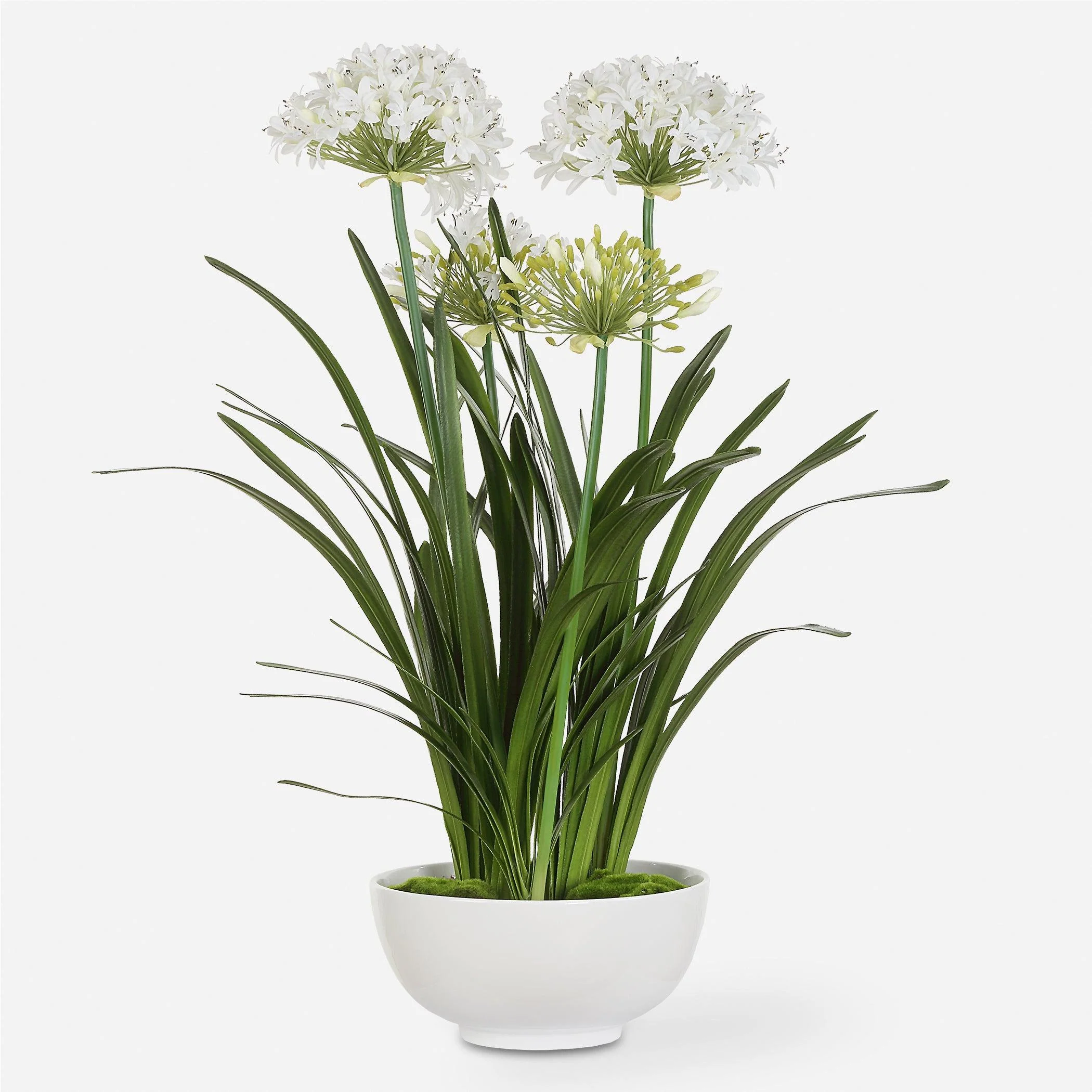 Purity Agapanthus Centerpiece - Frankwebs
