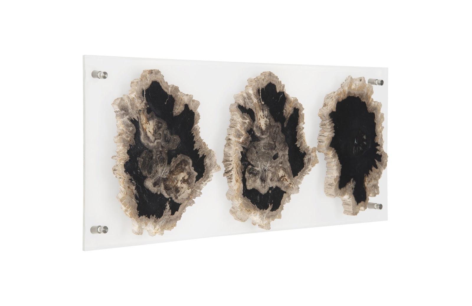 Floating Petrified Triple Slice Wall Art - Frankwebs