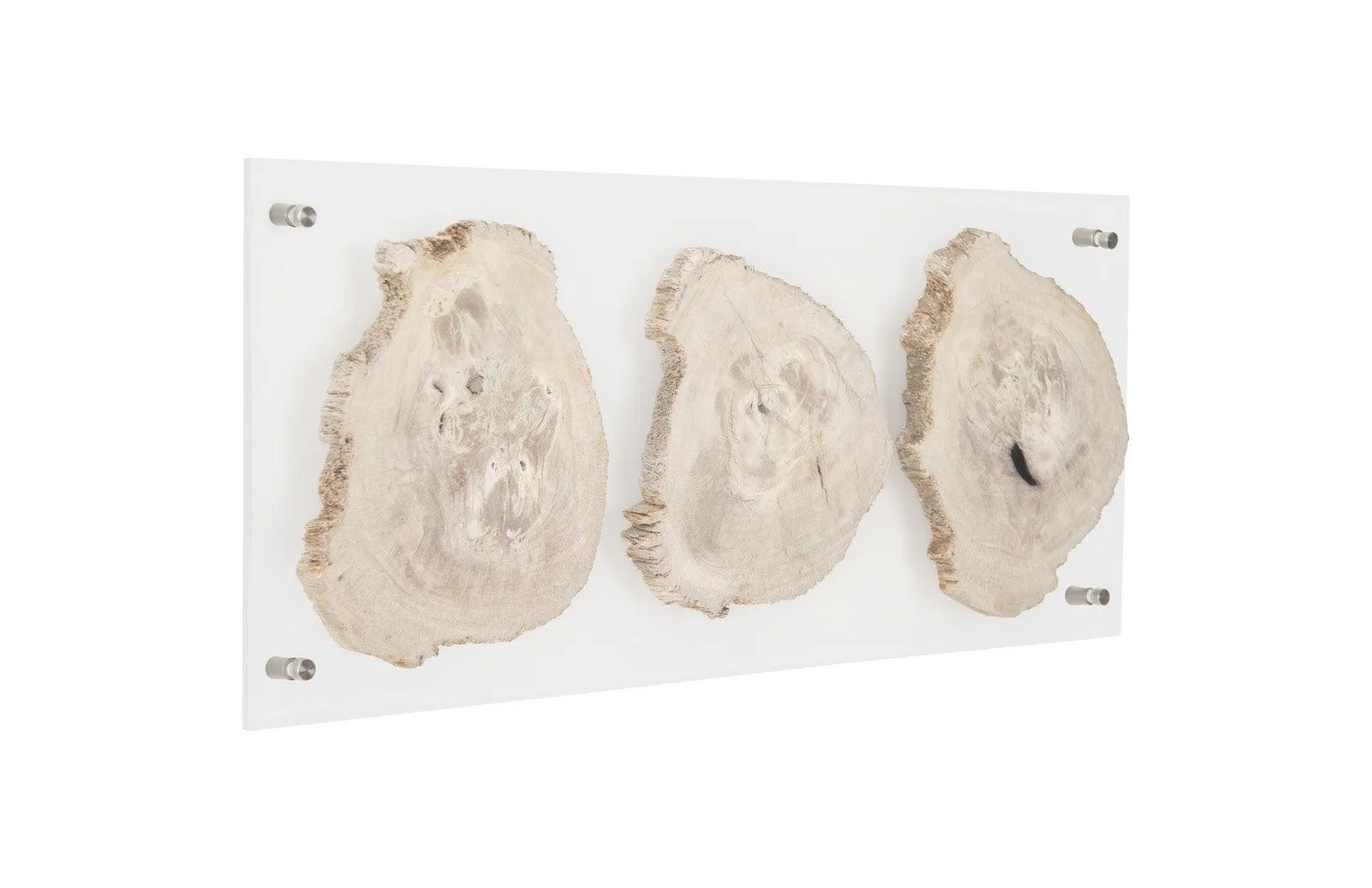 Floating Petrified Triple Slice Wall Art - Frankwebs