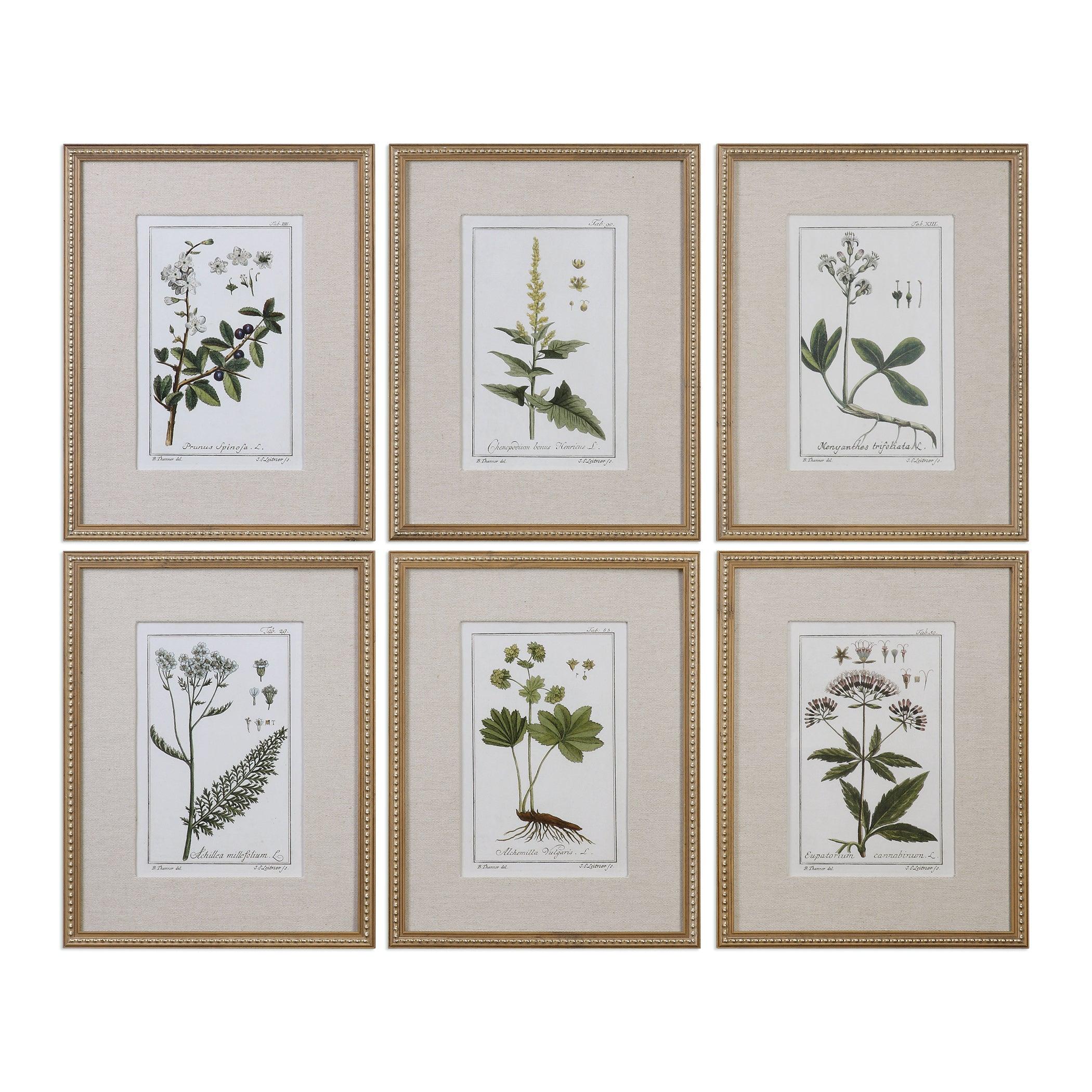 GREEN FLORAL BOTANICAL STUDY PRINTS SET OF 6 - Frankwebs