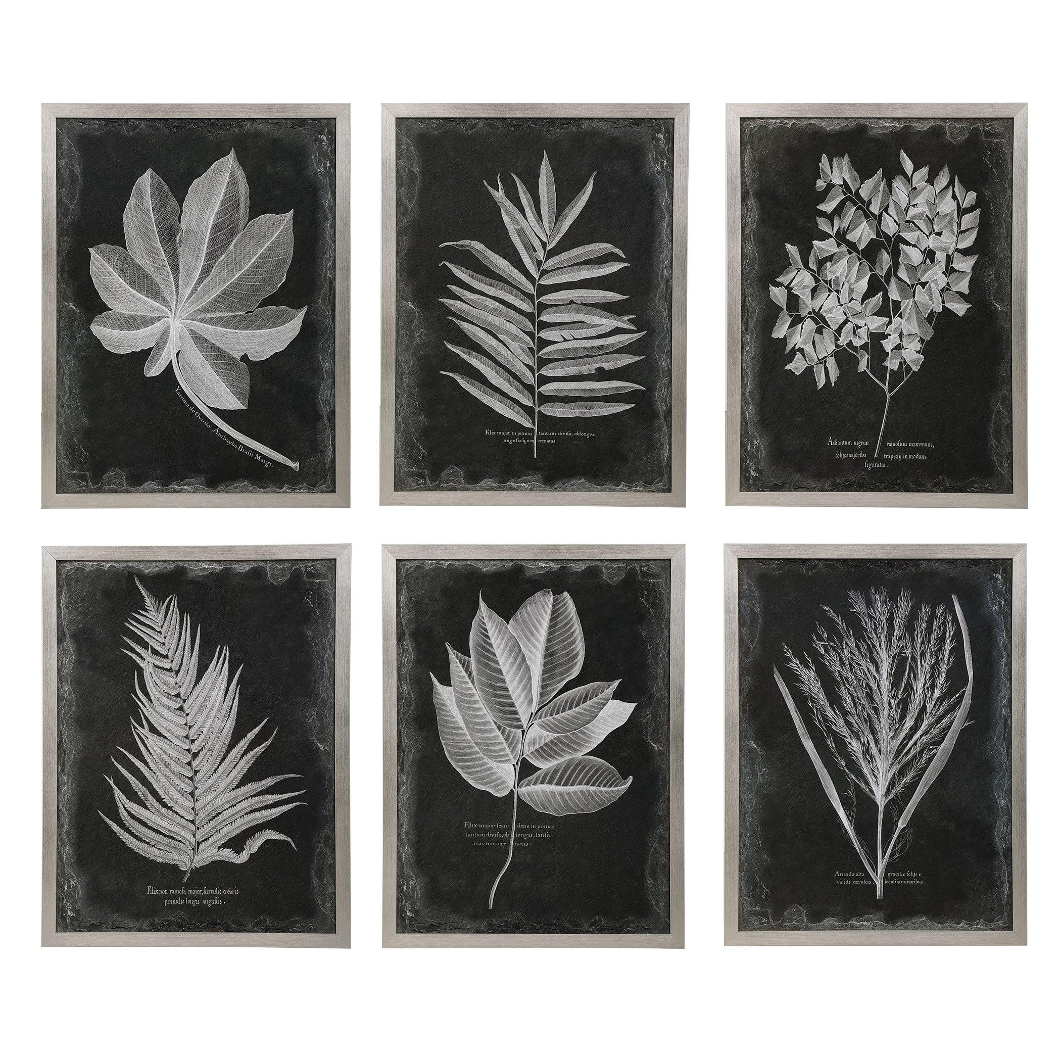 FOLIAGE FRAMED PRINTS, SET OF 6 - Frankwebs