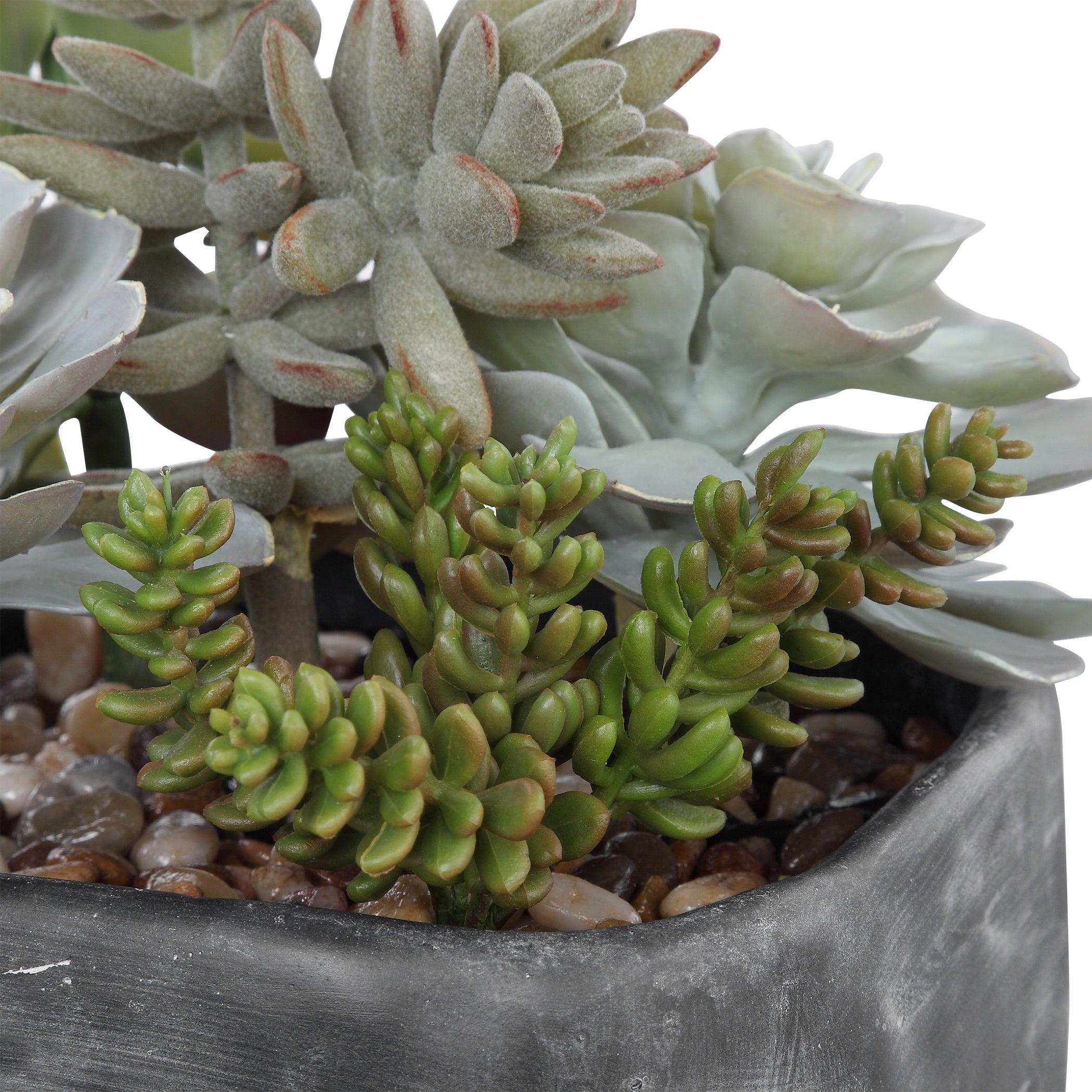 Alverio Desert Garden Succulents - Frankwebs