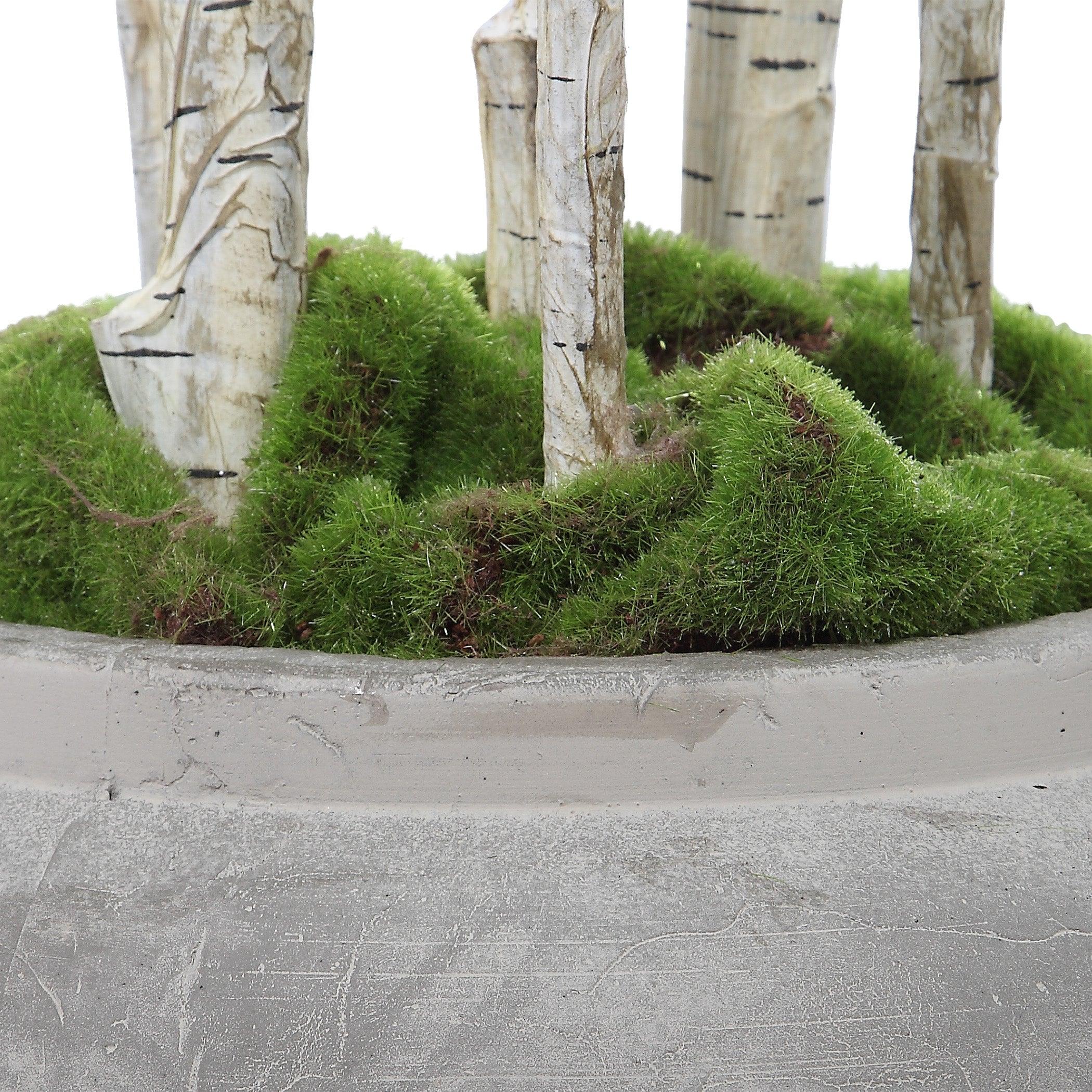 ALDIS POTTED RIVER BIRCH - Frankwebs