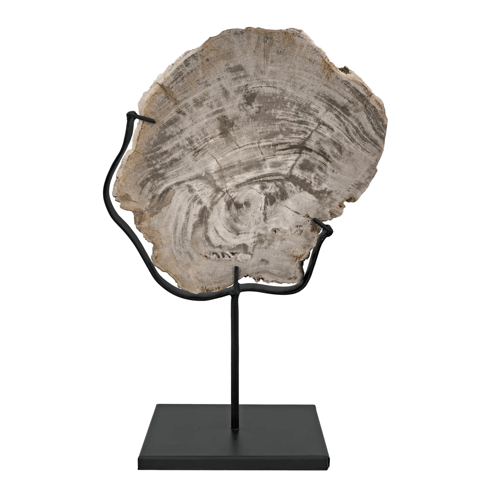 Wood Fossil with Stand, 8