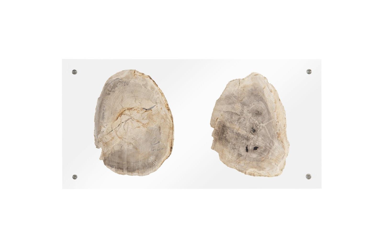 Floating Petrified Double Slice Wall Art - Frankwebs
