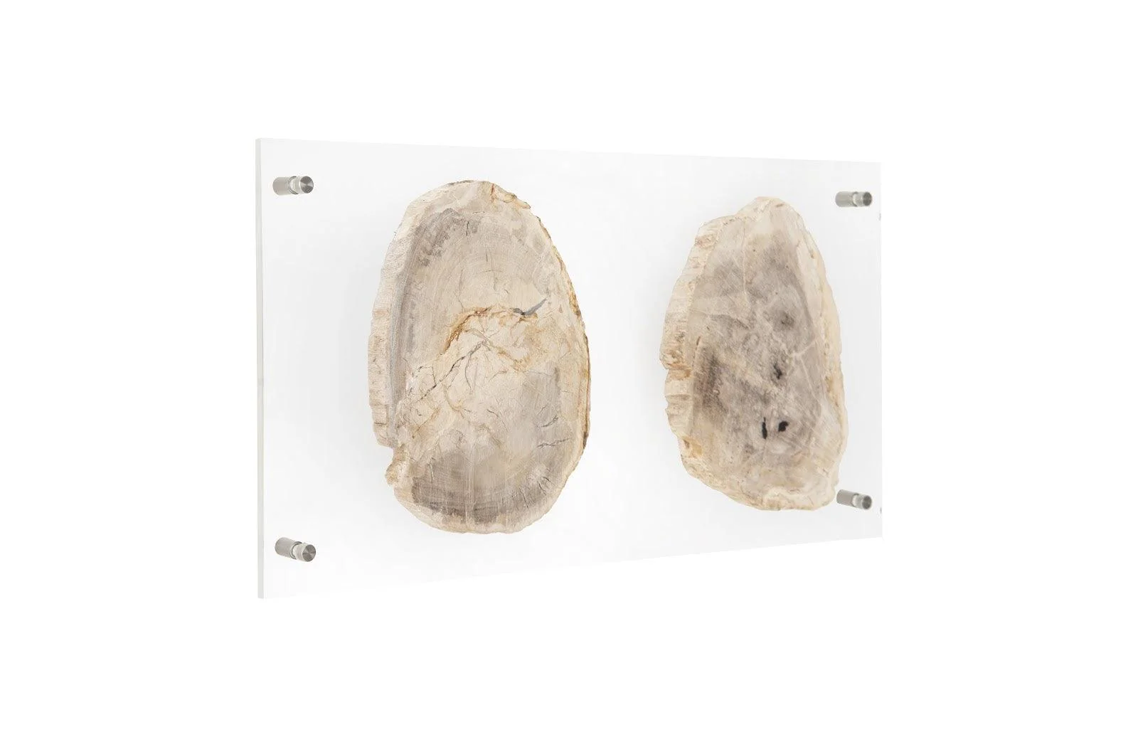 Floating Petrified Double Slice Wall Art - Frankwebs