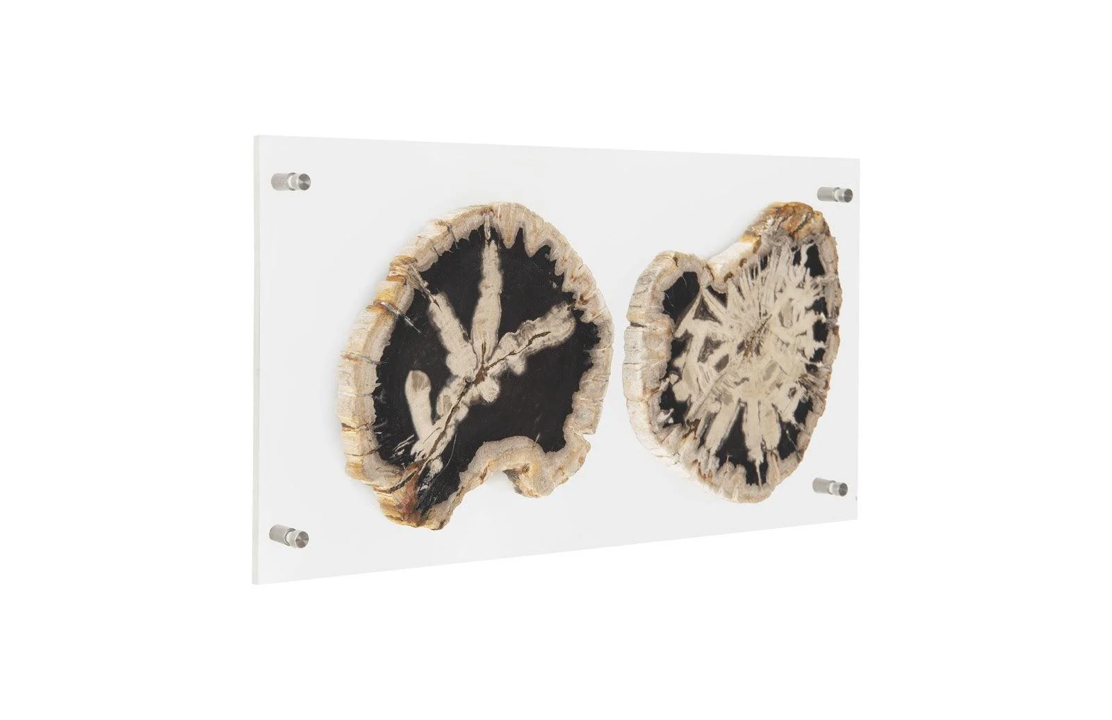 Floating Petrified Double Slice Wall Art - Frankwebs