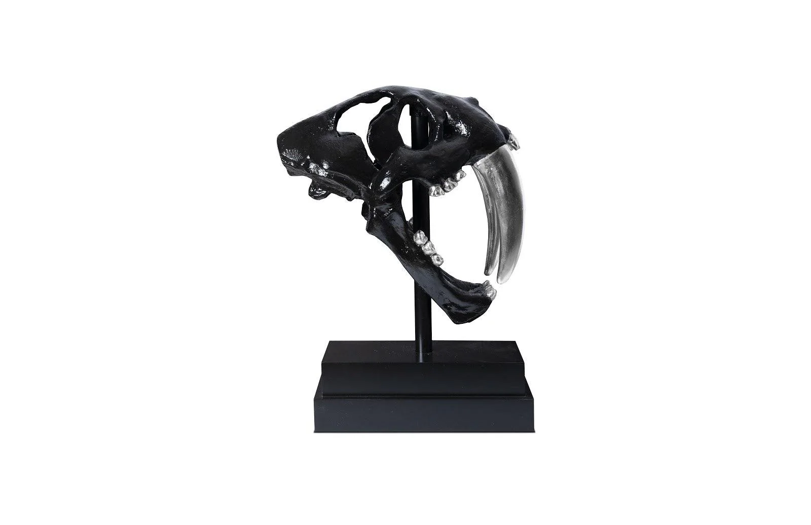 Saber Tooth Tiger Skull, Black - Frankwebs