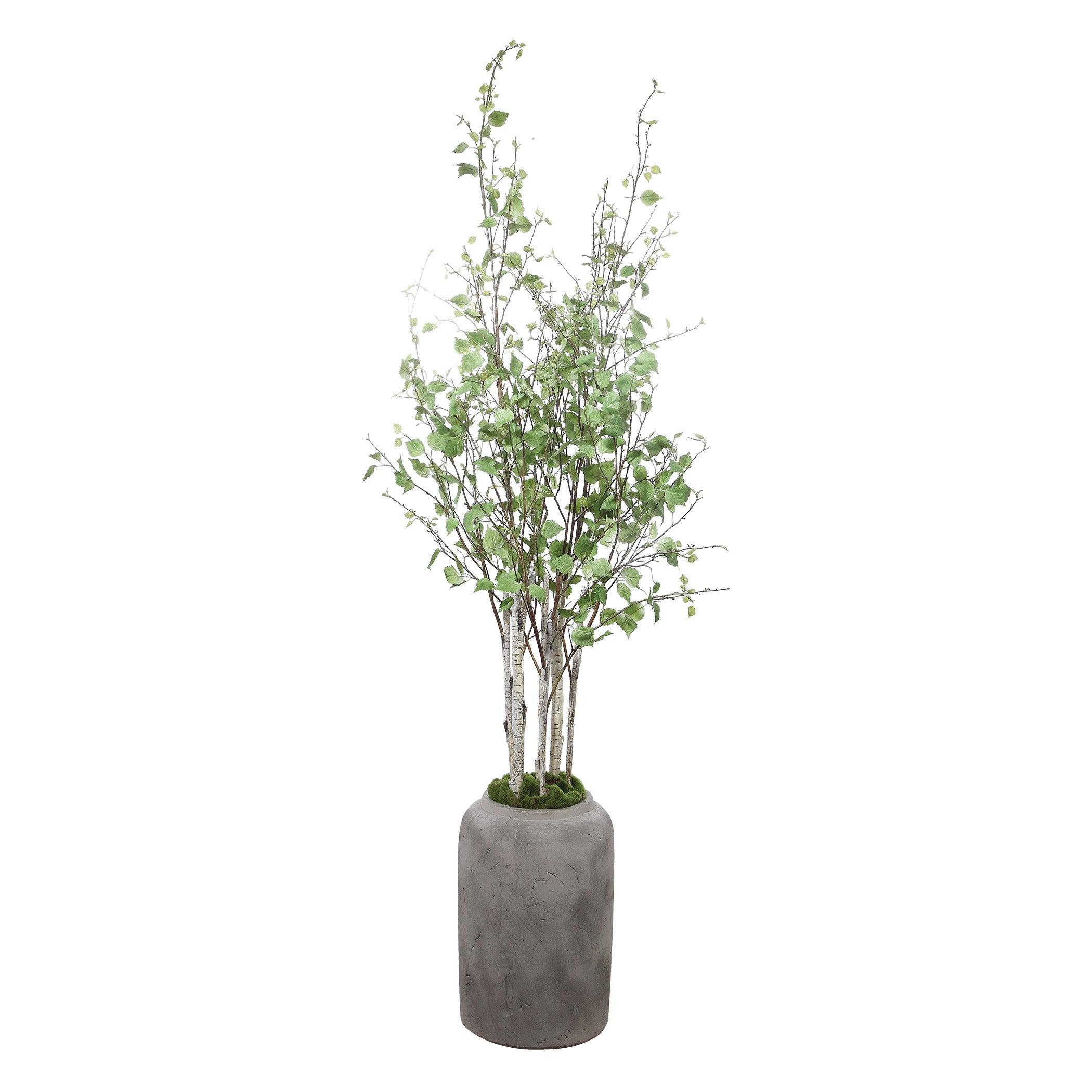 ALDIS POTTED RIVER BIRCH - Frankwebs