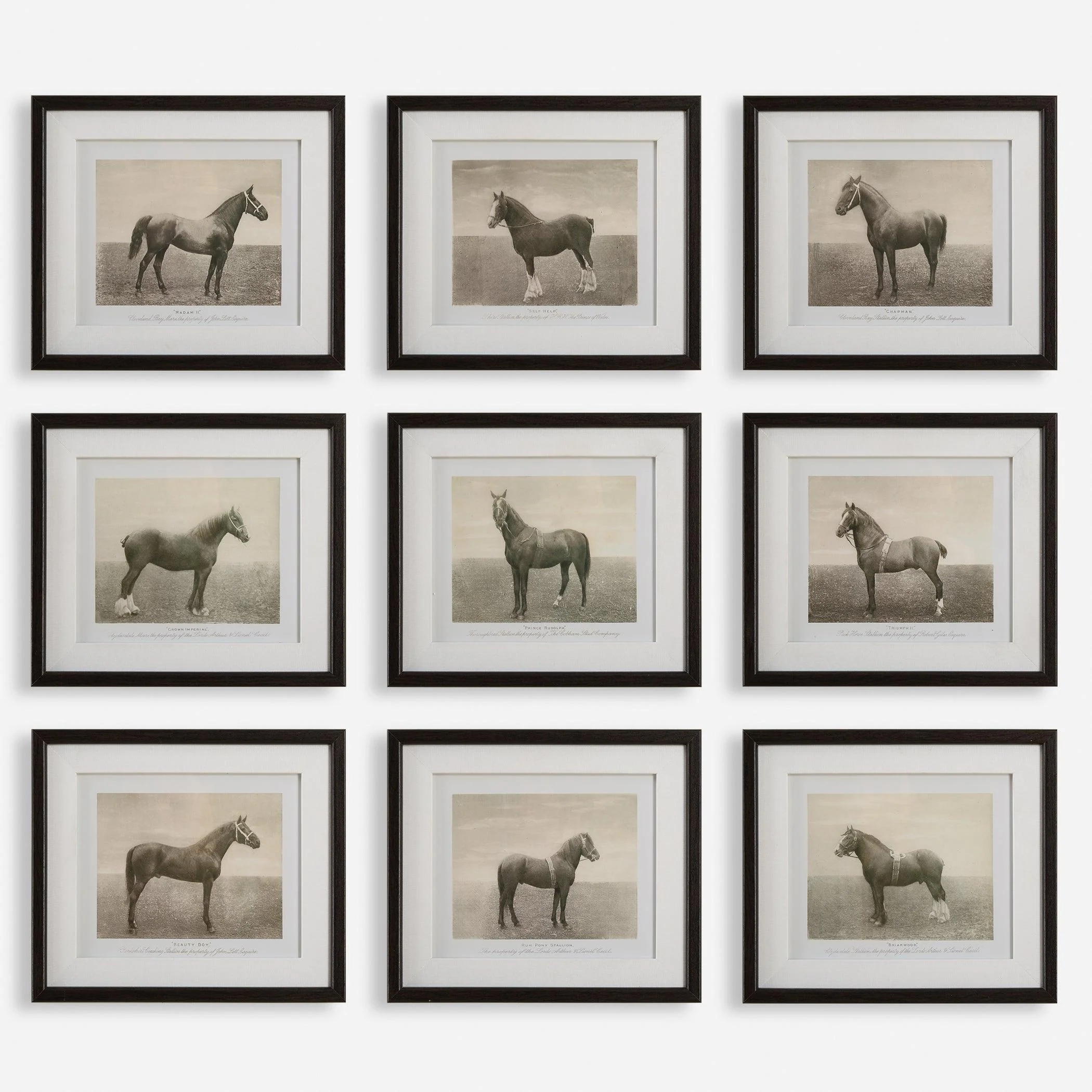 Equine Dynasty Framed Prints, S/9 - Frankwebs