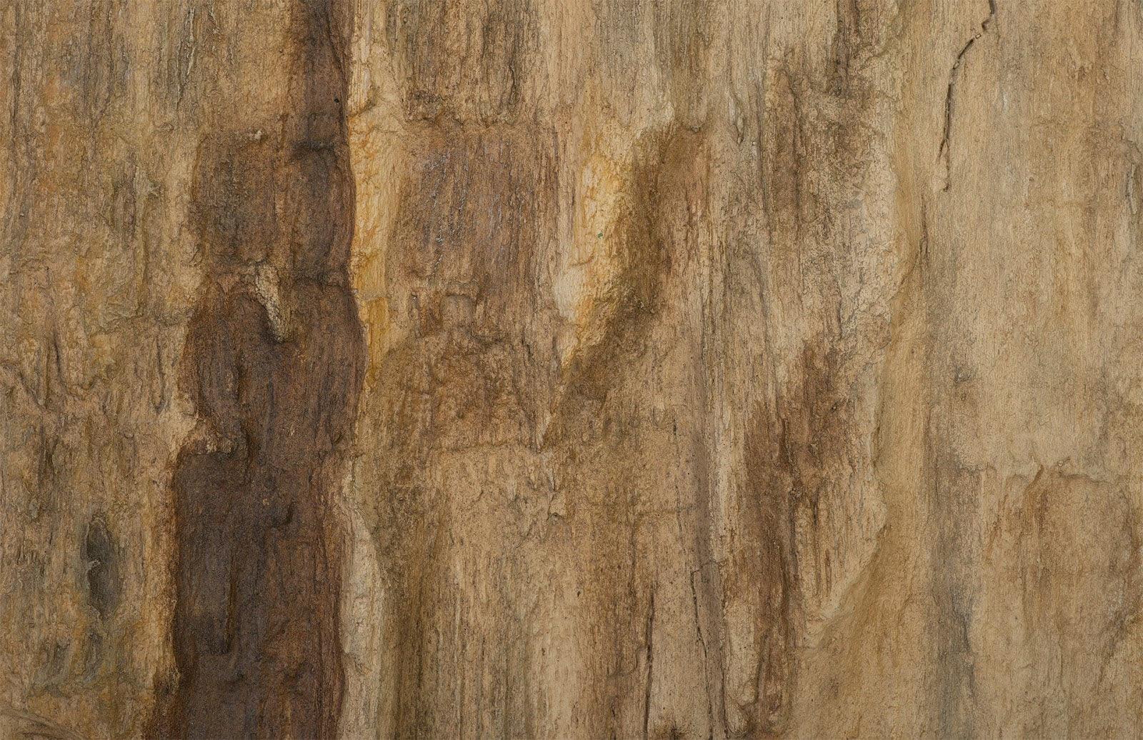 Cast Petrified Wood Wall Tile, Resin, Square - Frankwebs