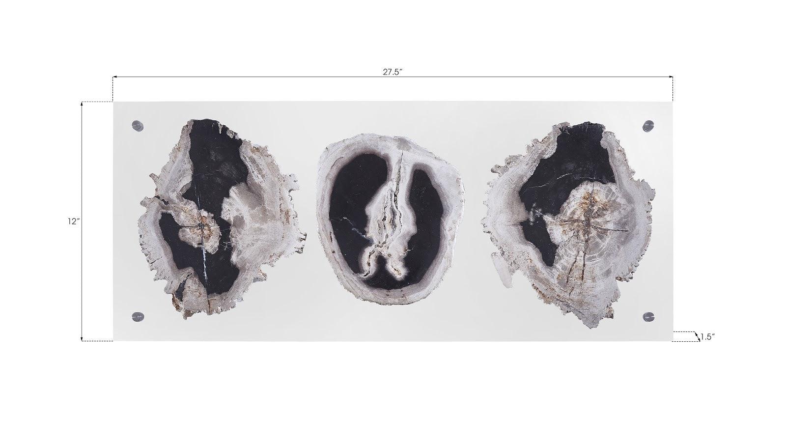 Floating Petrified Triple Slice Wall Art - Frankwebs