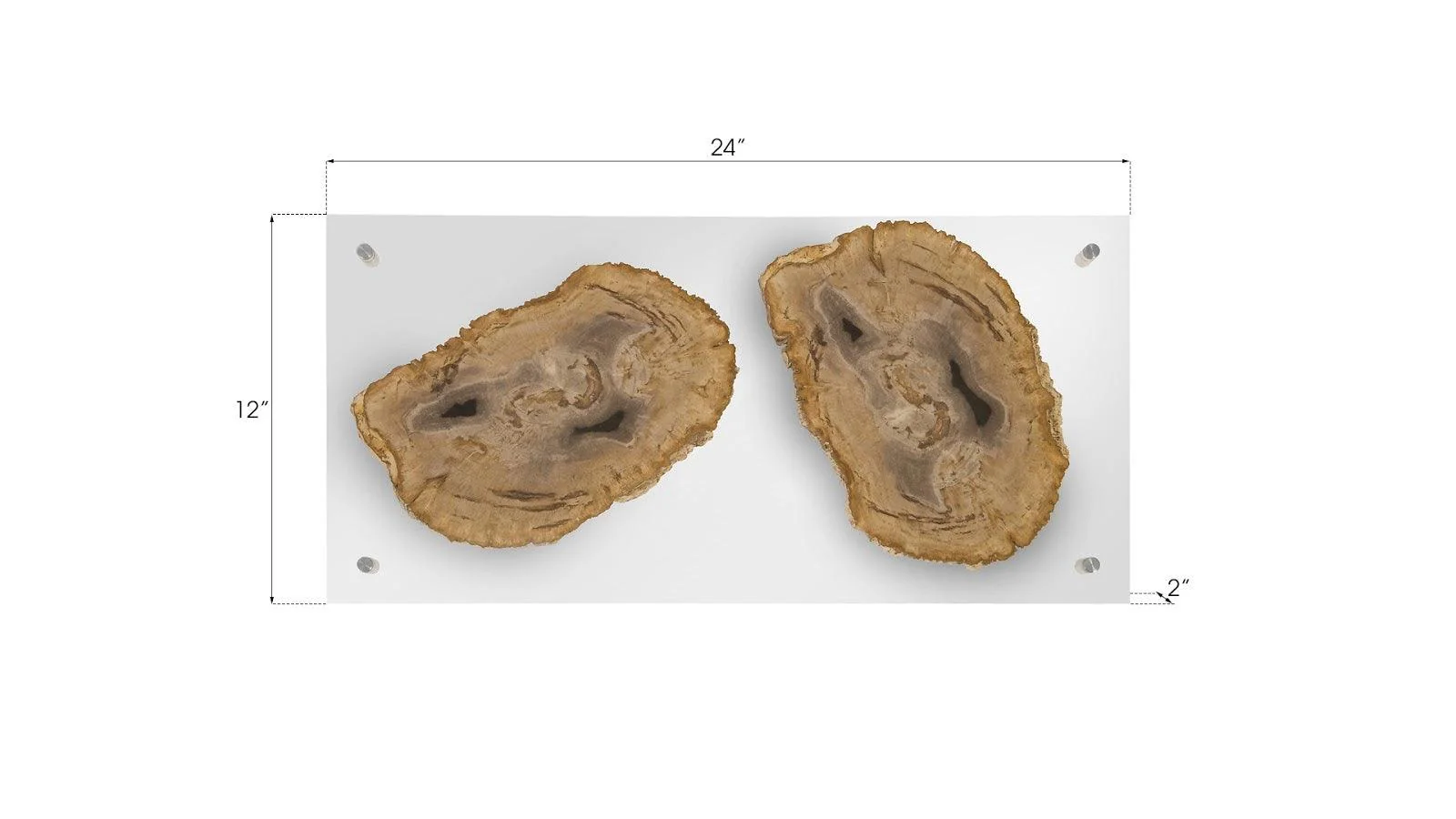 Floating Petrified Double Slice Wall Art - Frankwebs