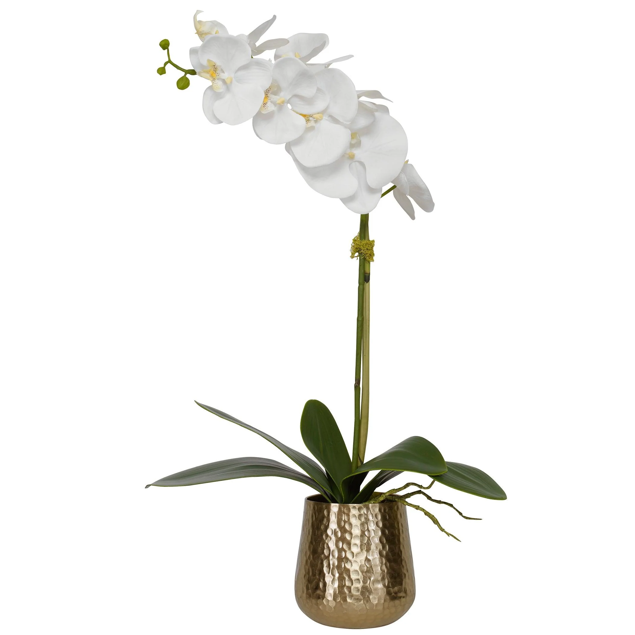 CAMI ORCHID WITH BRASS POT - Frankwebs