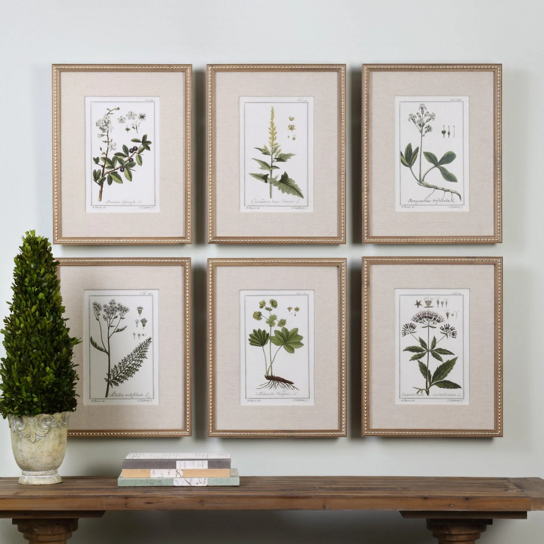 GREEN FLORAL BOTANICAL STUDY PRINTS SET OF 6 - Frankwebs