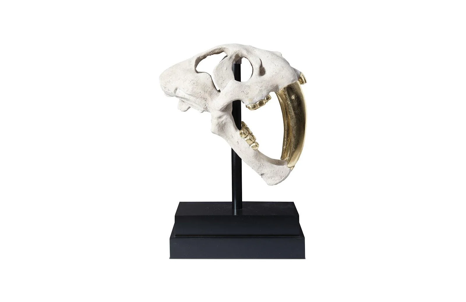 Saber Tooth Tiger Skull, Roman Stone - Frankwebs