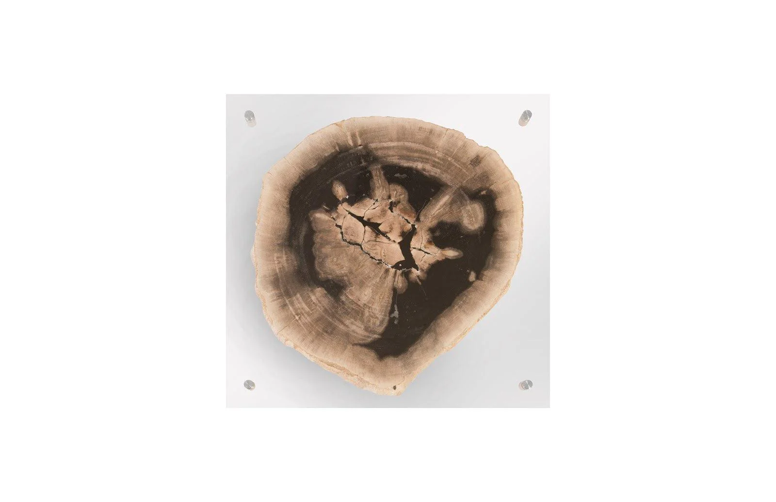 Floating Petrified Slice Wall Art, Assorted - Frankwebs