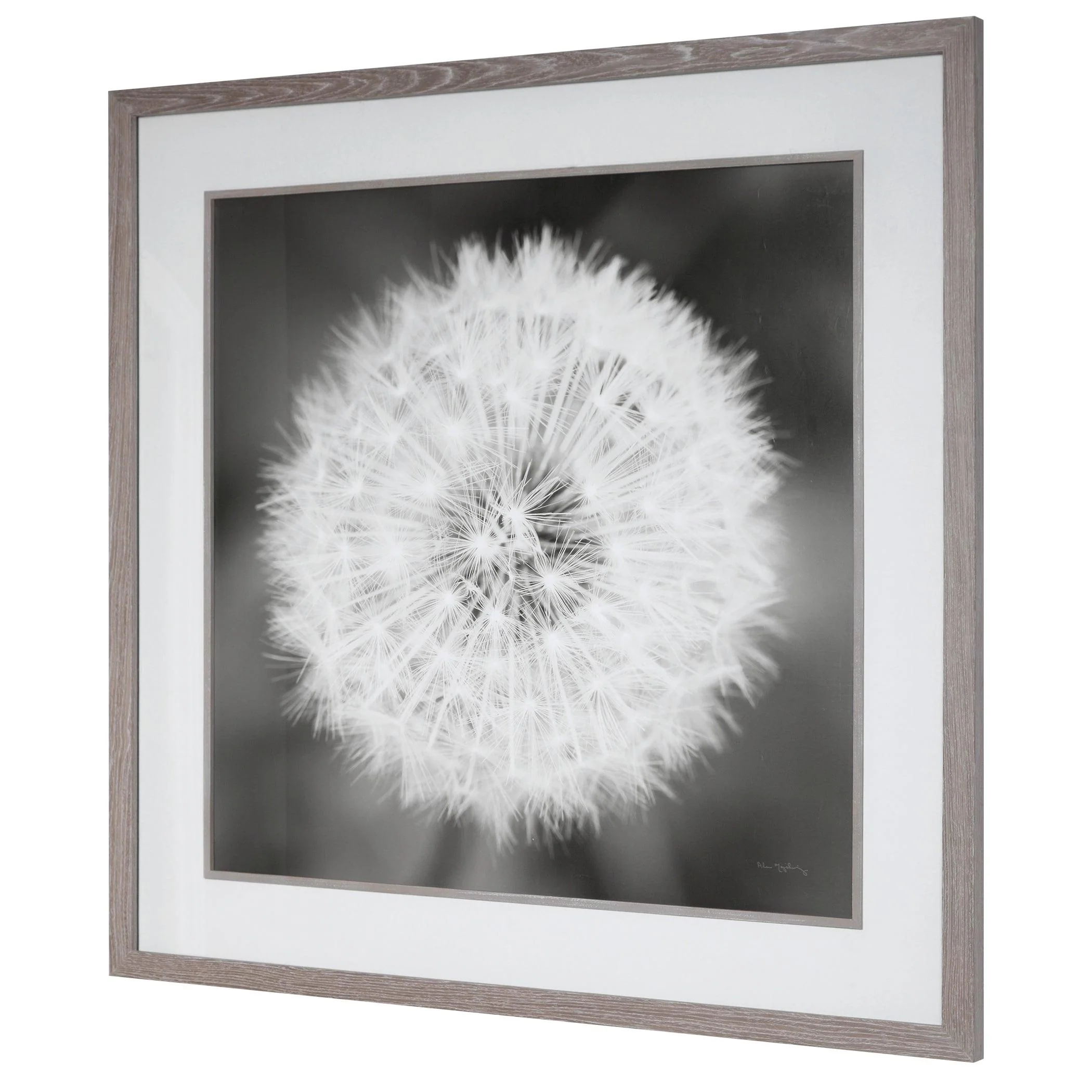 DANDELION SEEDHEAD FRAMED PRINT - Frankwebs