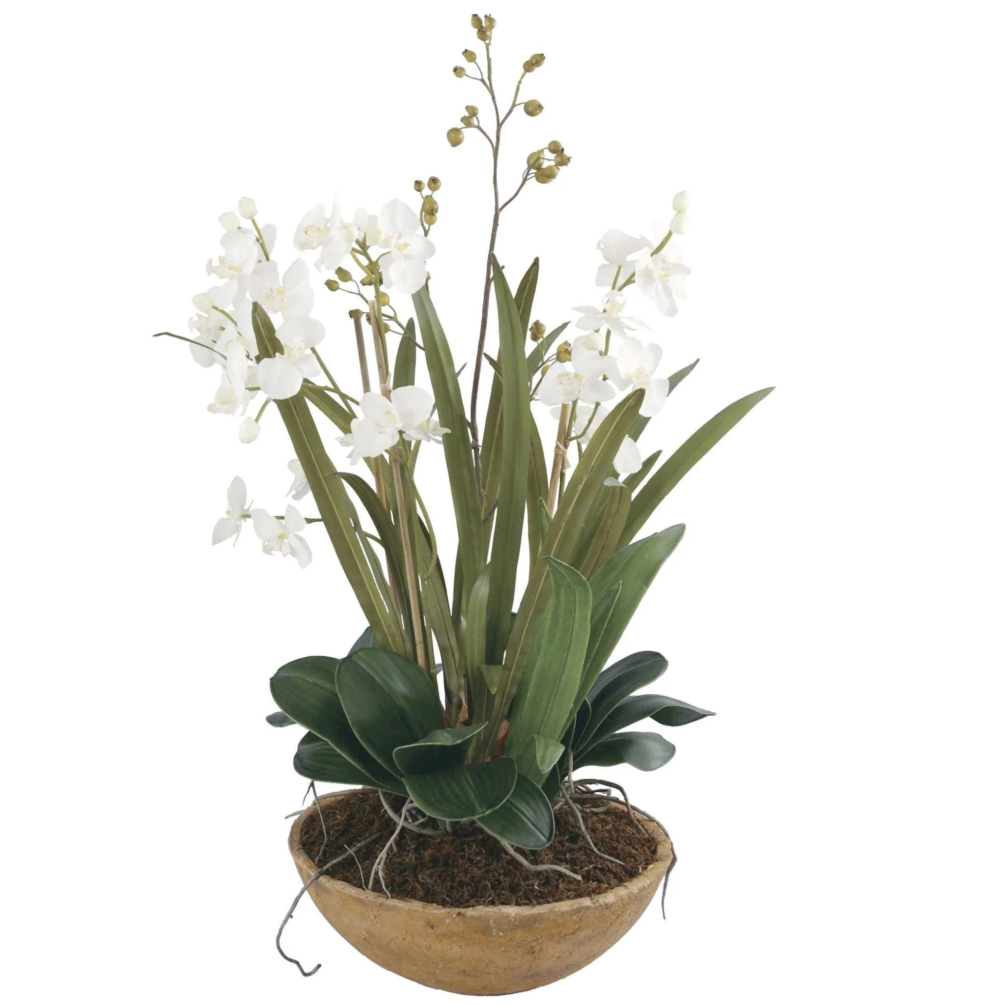 MOTH ORCHID PLANTER - Frankwebs