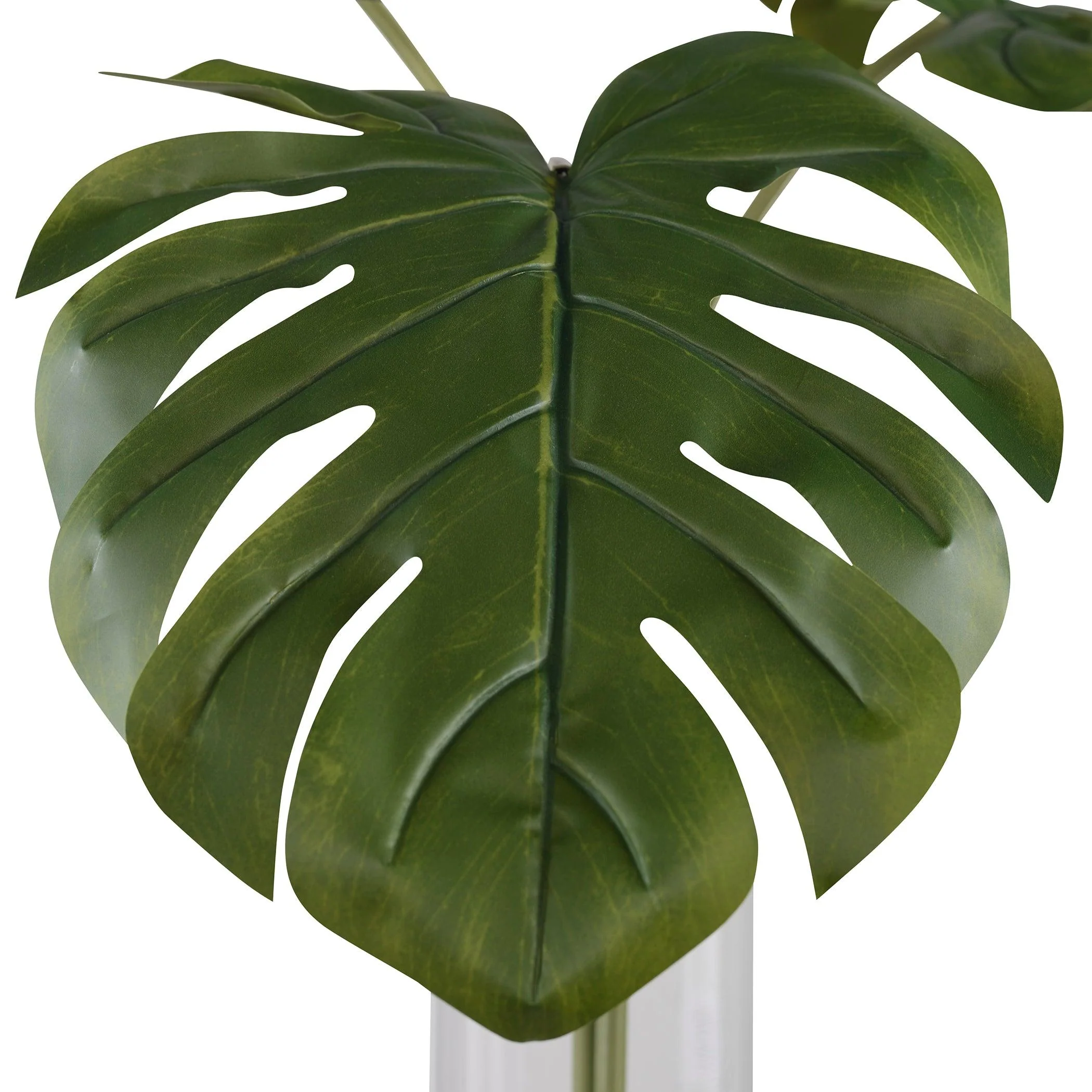 Ibero Split Leaf Palm - Frankwebs